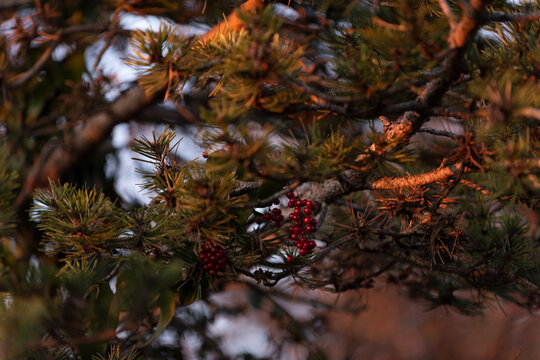 Red berries and pine at sunset