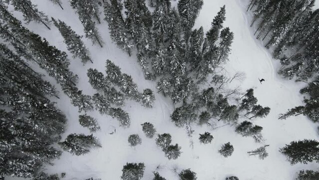 Free skiing in Mt. Edouard Canada