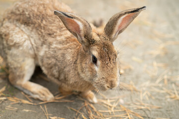 Fototapeta premium Wild Rabbit (Oryctolagus cuniculus) sitting in a field.