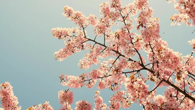 Pink cherry blooming against bright sunrise sky. Cherry branch with flowers in spring bloom. Landscape of the cherry blossom. Golden sunbeams falling on beautiful sakura flowers against blue sky.