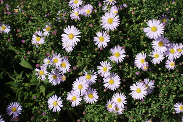 Few light pink flowers of Michaelmas daisies in September