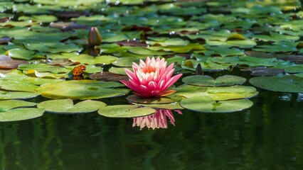 Pink water lily or Marliacea Rosea lotus flower in garden pond. Close-up of nymphaeum against blurred background of aquatic plants. Selective focus. Floral landscape for nature wallpaper.