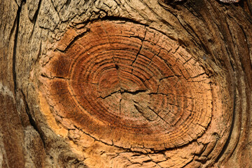 Okrągła struktura słojów drewna opałowego 