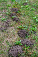 Trawnik zniszczony przez działalność kretowisko w ogrodzie 