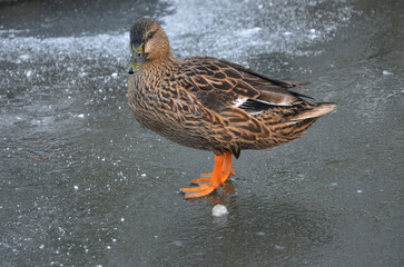 Wild duck mallard female stands on the ice of the frozen lake in winter day.