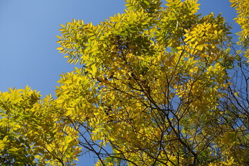 Leaves of Sophora japonica against blue sky in November