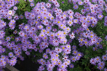 Lots of violet flowers of Michaelmas daisies in October