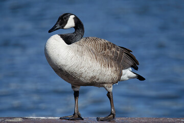 Canada goose (Branta canadensis) sitting on the river bank
