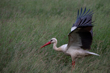 Fototapeta premium White stork about to take off from a wetland
