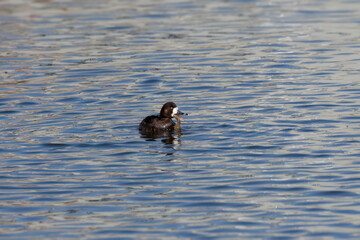 The common Goldeneye (Bucephala clangula), on the river.