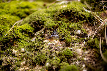 Stone wall covered with moss and plants