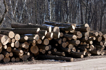 Landfill of ash wood felled after being attacked by the invasive species  ash borer (Agrilus planipennis)