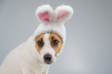 Jack Russell Terrier dog in bunny ears on a white background. Copy space.
