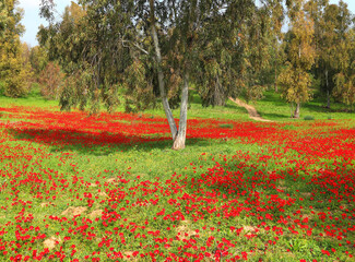 Wild red anemone flowers are blooming among a green grass and eucalyptus trees on the meadow. Magnificent spring flowering landscape in nature reserve of National Park. South Israel. Ecotourism  