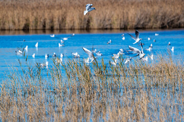 Groupe de mouettes et goélands dans un marais en hiver