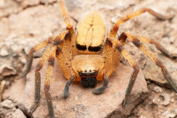 Dorsal of huntsman spider, Olios lamarcki, Satara, Maharashtra