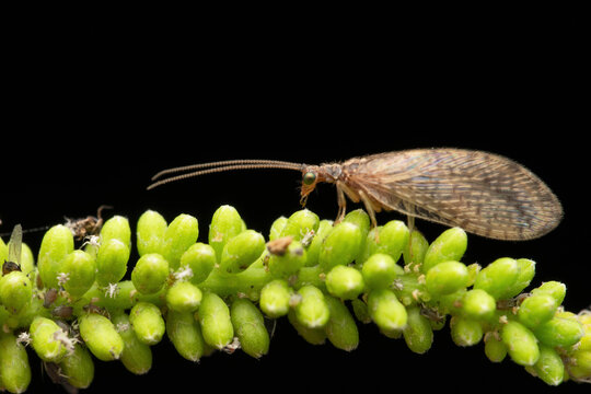 Brown lacewing feasting on pest aphids, Sympherobius barberi, Satara, Maharashtra