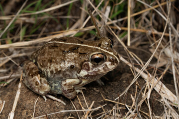 Burrowing frog, Sphaerotheca pashchima, Satara, Maharashtra