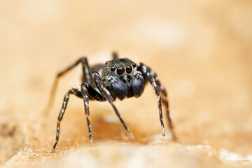 Portrait of maleJumping spider Cyrba algeria, Salticidae, Satara, Maharashtra