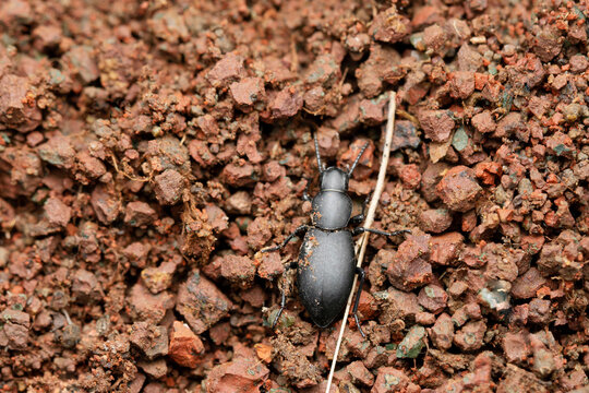 Cellar beetle, Blaps mortisaga (Linnaeus, 1758), Satara, Maharashtra