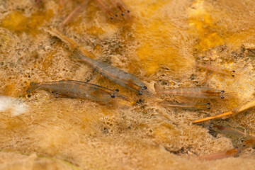 Freshwater shrimp, Satara, Maharashtra