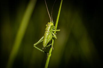 Green Grasshopper on a blade of grass