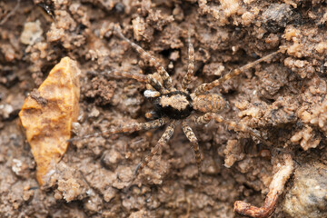 Ground wolf spider dorsal, Pardosa sumatrana, Satara, Maharashtra