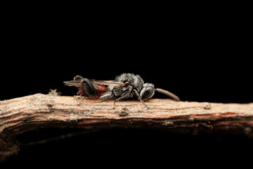 Parasitic Wasp, Brachymeria carbonica, Satara, Maharashtra