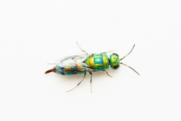 Dorsal of Cockoo wasp, Chrysididae, Satara, Maharashtra