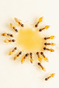 Ghost ants drinking tea, Tapinoma melanocephalum, Satara, Maharashtra