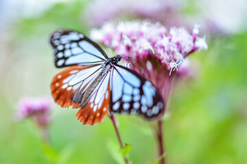 フジバカマの蜜を吸うアサギマダラ