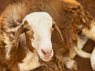 Fototapeta premium Portrait of an African female sheep, photo