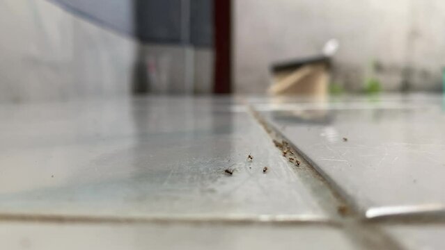 Ants are walking in a line on kitchen tile floor looking for food from trash can. Ant pest control concept. Close up shot