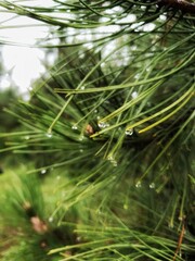 dew on the tree