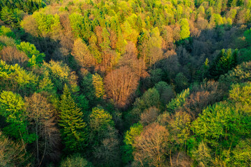 Obraz premium Sunset light on spring forest. Sunset colors on aerial view of forest. Autumn colors forest.