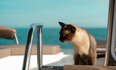 siamese or thai cat sea sick on board of sailing boat, travelling with pets, yachting lifestyle with animals - obrazy, fototapety, plakaty