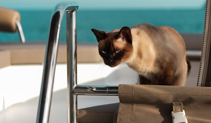 siamese or thai cat sea sick on board of sailing boat, travelling with pets, yachting lifestyle with animals