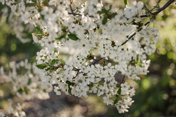 White flowers of apple trees bloom on a branch. Close up shot of blooming apple tree branch in a garden. Blooming apple tree. Spring flowering of trees. Springtime. Seasonal wallpaper. 