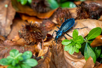 beautiful large ground beetle Blue Ground Beetle Carabus intricatus crawling in the forest on fallen beech leaves in the Czech Republic

