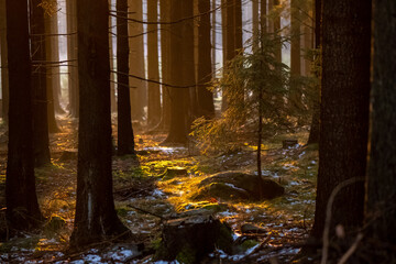 spruce forest with beautiful sunset light and tree trunks
