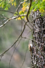 Small gray bird The Eurasian treecreeper or common treecreeper climbing a spruce trunk in Bohemia
