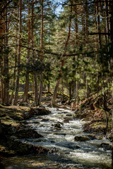 Rio rodeado de árboles