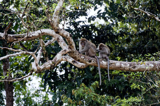 Makaken - Affen im Dschungel von Borneo