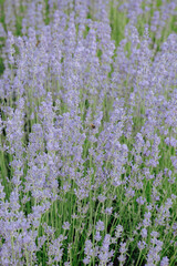 Naklejka premium A bee on lavender and in nature in summer