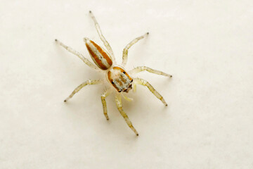 Dorsal of Subadult Male Jmping spider, Epocillia clarata, Pune, mharashtra 
