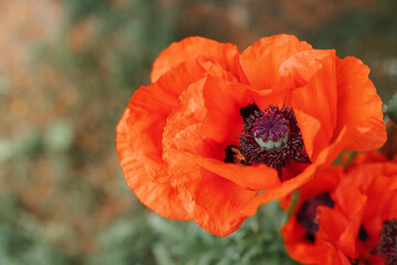 Red poppy close-up on a green background.