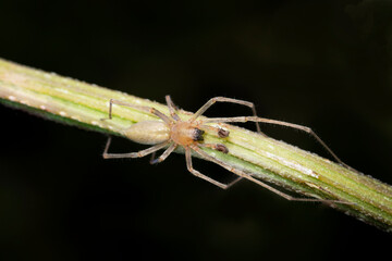 Male yellow spider, Clubiona phragmitis, Pune, Maharashtra