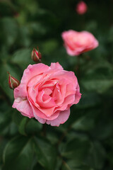 Pink roses close-up on a green background in the park