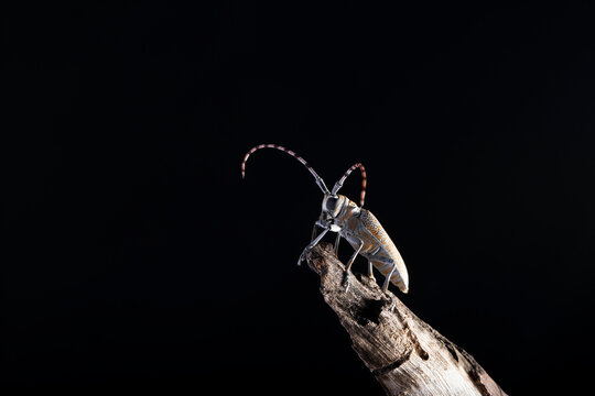 Mango stem borer, Batocera rufomaculata, Pune, Maharashtra