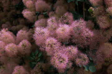 Fototapeta premium Skumpia leather. Pink Smoky Tree bloomed in
